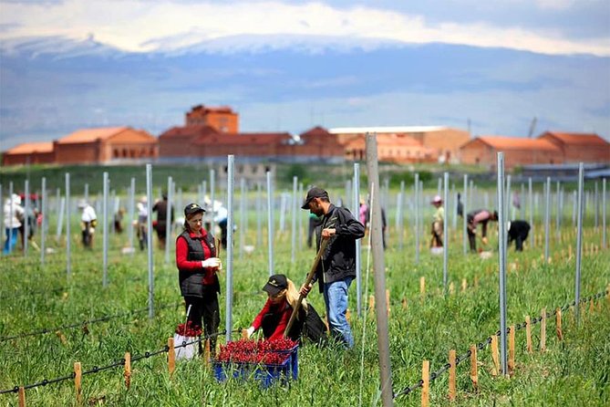 1-Day tour to Aragatsotn Wine region and Wine Route. - Van Ardi Winery adds a second point of comparison